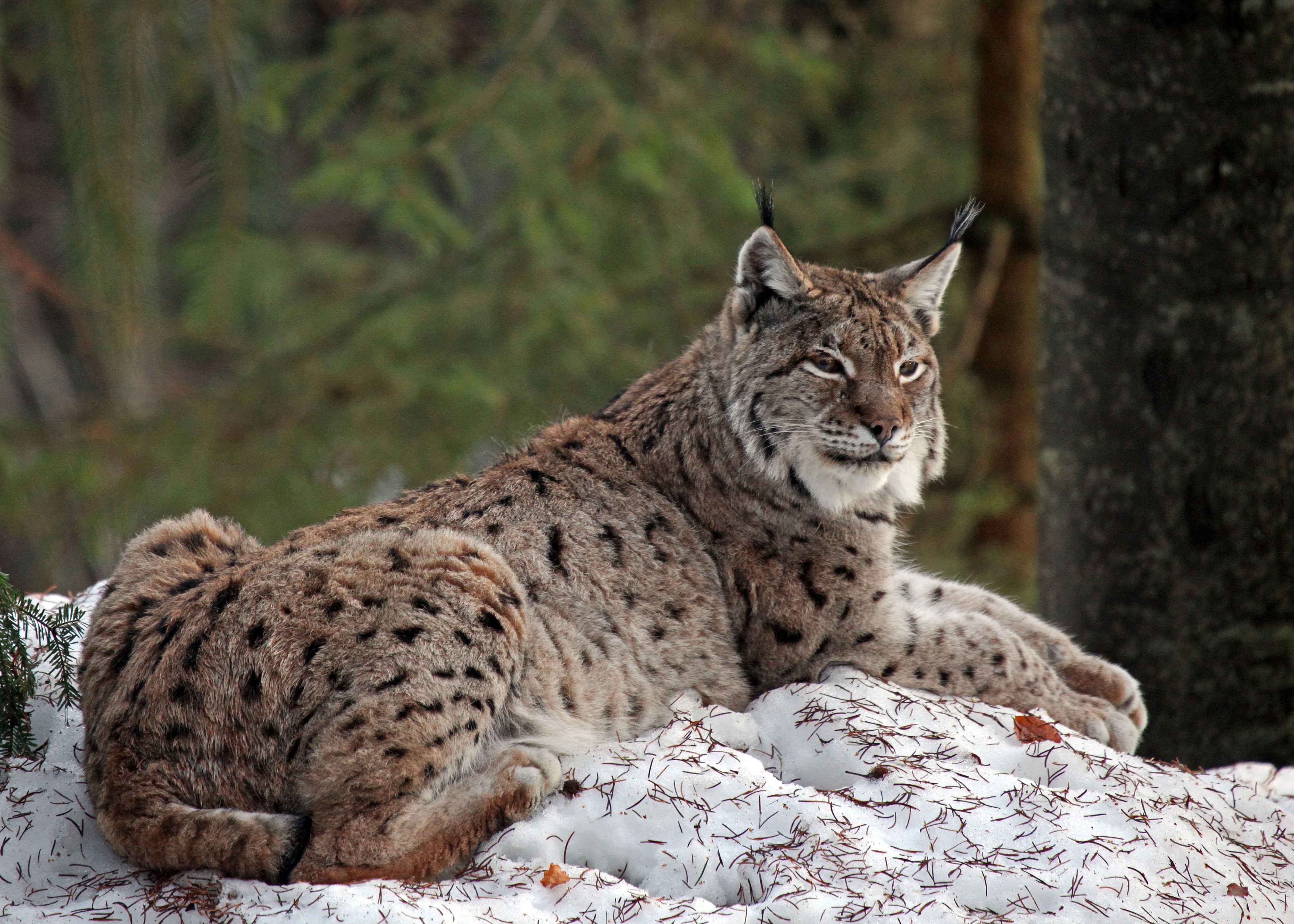 Eurasischer Luchs