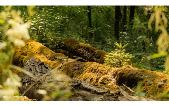 Impressionen aus dem Naturschutzgebiet Dollenbruch