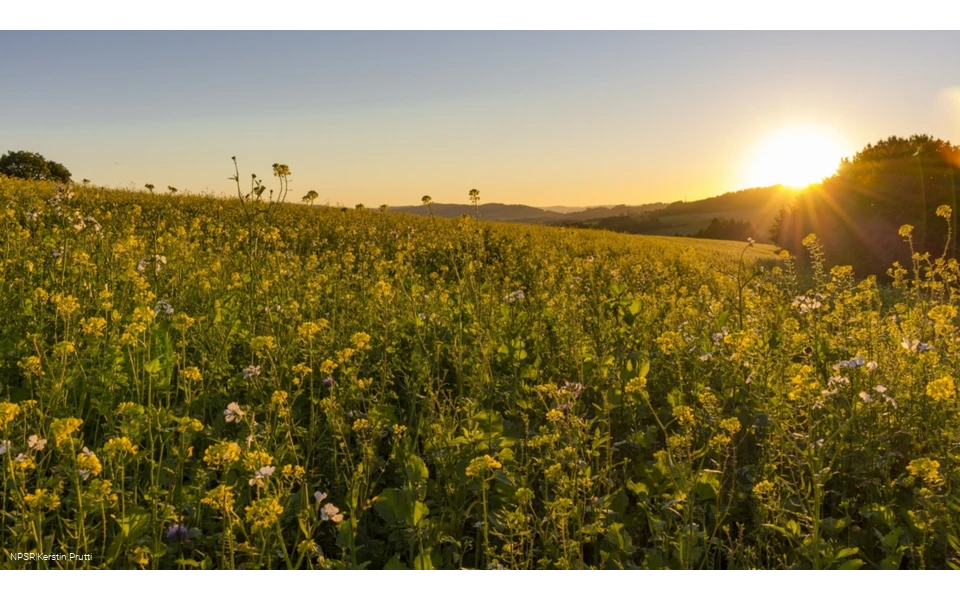 Sonnenaufgang über dem Rapsfeld