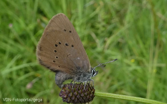 Dunkler Wiesenknopf-Ameisenbläuling