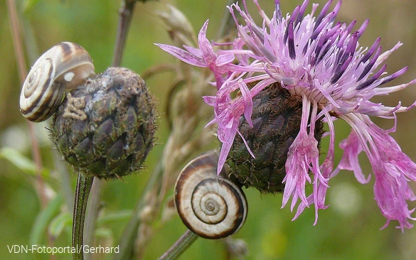 Wiesen-Flockenblume mit Schnecken