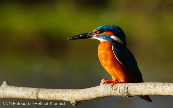 Eisvogel im Sonnenlicht