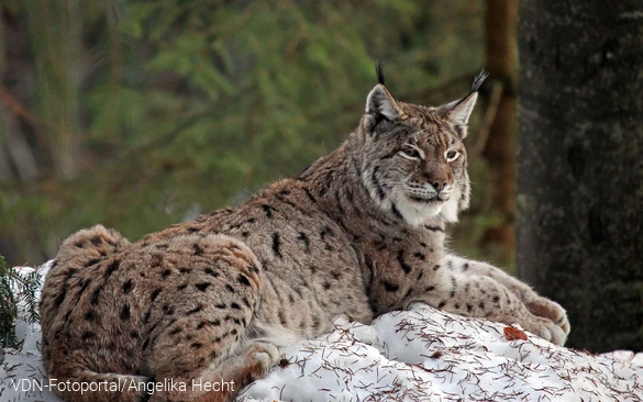 Luchs im Schnee