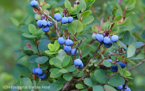 Lecker sehen diese Heidelbeeren aus