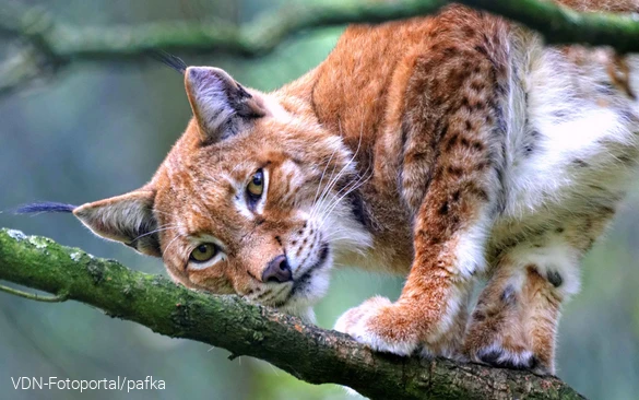 Luchs