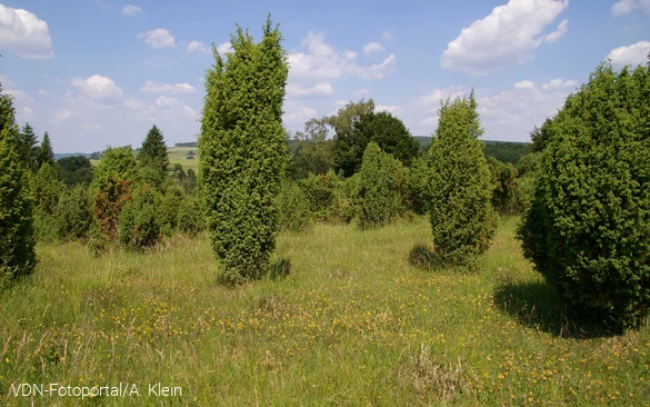 Wacholder in einem Naturschutzgebiet