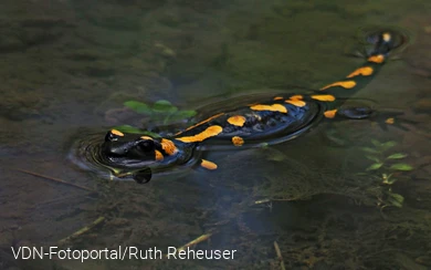 Feuersalamander schwimmend