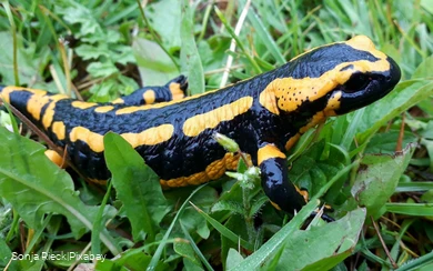 Feuersalamander