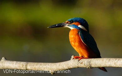 Eisvogel im Sonnenlicht