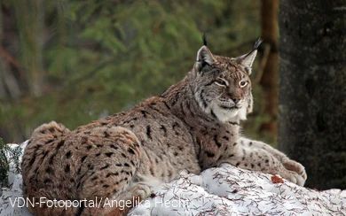 Luchs im Schnee