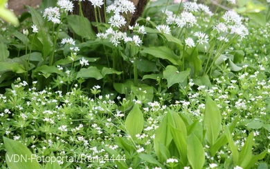 Waldmeister vor dem höheren Bärlauch. Zwischen dem Waldmeister sind noch die Blätter des Maiglöckchens