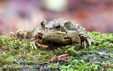 Grasfrosch