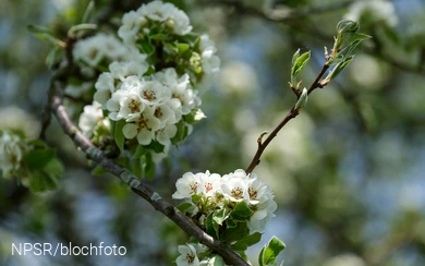 Holzbirne Blüte