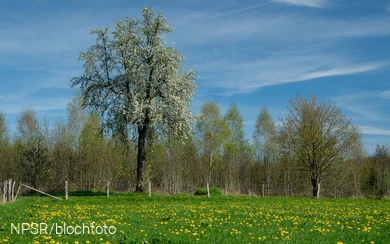 Holzbirne bei Altenwenden 2